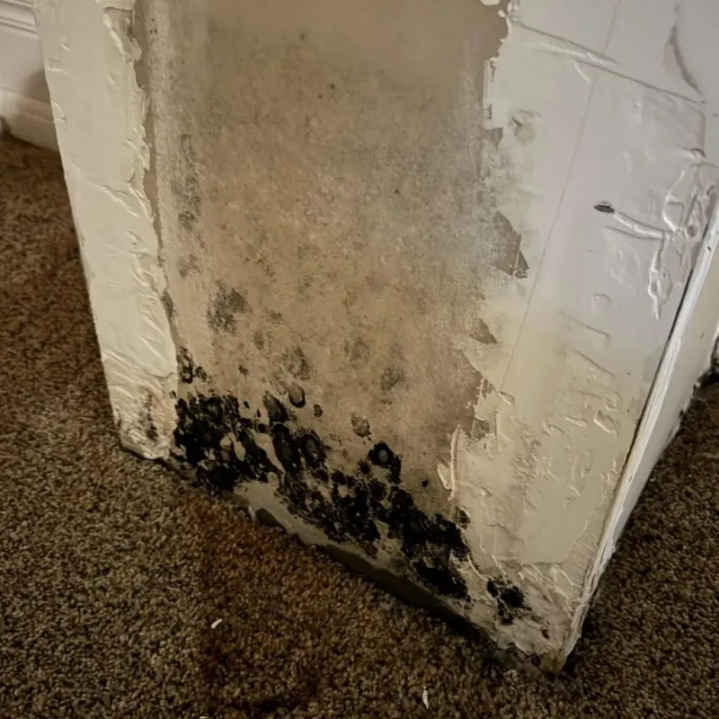 Professional Mold Removal in Falmouth, KY